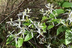 Clematis glycinoides