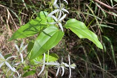 Clematis glycinoides