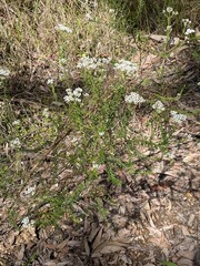 Ozothamnus diosmifolius