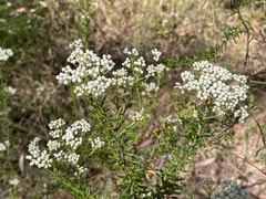 Ozothamnus diosmifolius