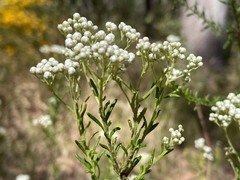 Ozothamnus diosmifolius