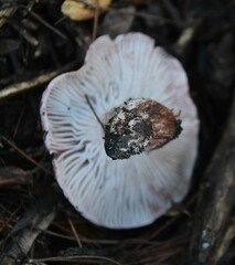 Pudorini