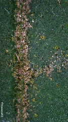 Clerodendrum tomentosum