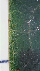 Clerodendrum tomentosum