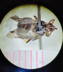 Hippoboscidae