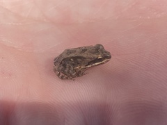 Leptodactylus albilabris