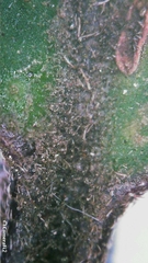 Clerodendrum tomentosum