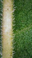 Clerodendrum tomentosum