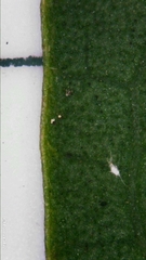 Clerodendrum tomentosum