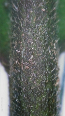 Clerodendrum tomentosum