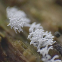 Ceratiomyxa fruticulosa