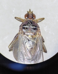 Hippoboscidae