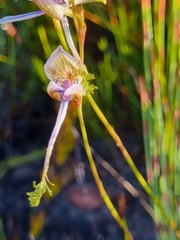 Disa multifida