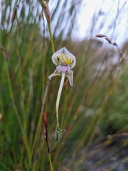 Disa multifida