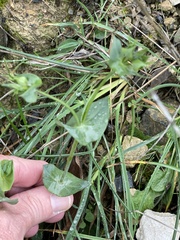 Blackstonia perfoliata