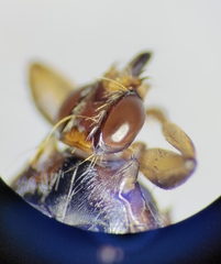 Hippoboscidae