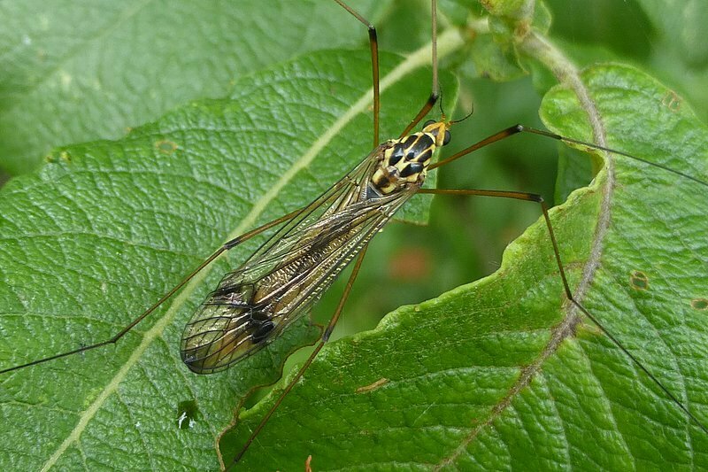 Nephrotoma quadrifaria quadrifaria