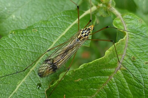 Nephrotoma quadrifaria quadrifaria