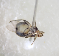 Hippoboscidae