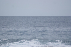 Tursiops