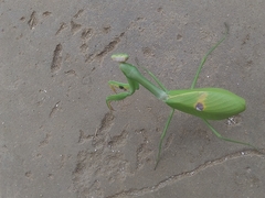 Stagmatoptera