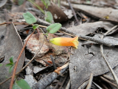 Marianthus bignoniaceus