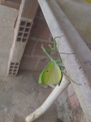 Stagmatoptera