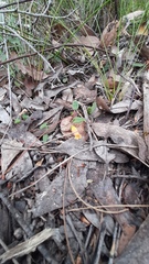 Marianthus bignoniaceus