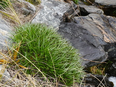 Dolichoglottis lyallii