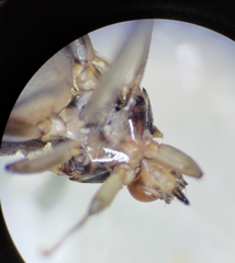 Hippoboscidae