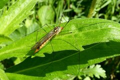 Nephrotoma flavipalpis