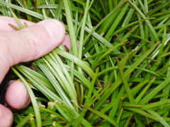 Dolichoglottis lyallii