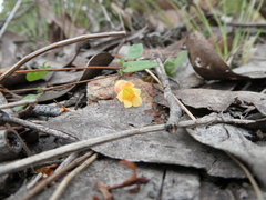 Marianthus bignoniaceus