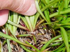 Dolichoglottis lyallii