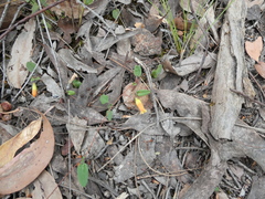 Marianthus bignoniaceus