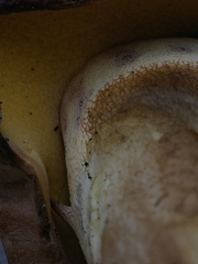 Butyriboletus