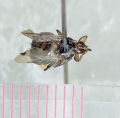Hippoboscidae