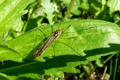 Nephrotoma flavipalpis