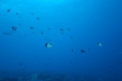 Hemitaurichthys polylepis