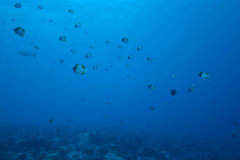 Hemitaurichthys polylepis