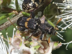 Eleale pulchra