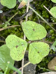 Medicago arabica