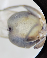 Hippoboscidae