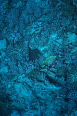 Acanthaster planci
