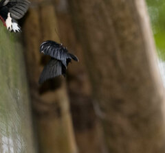 Papilio memnon agenor