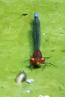 Pseudagrion massaicum
