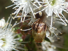 Eupolemus angularis