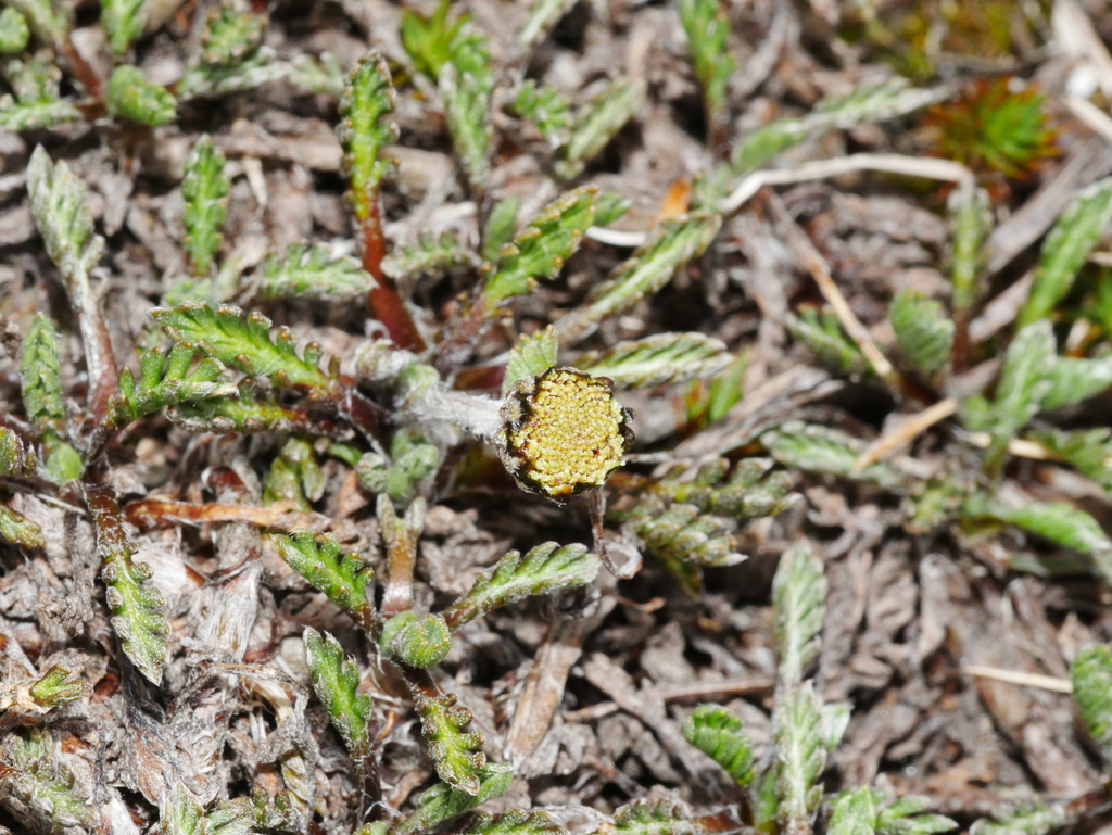 Leptinella pectinata