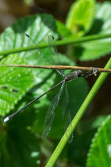 Chlorolestes tessellatus