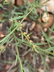 Phyllanthus pentandrus